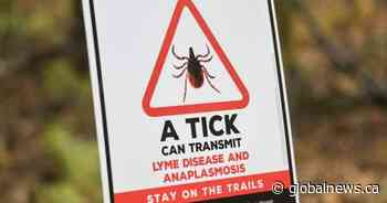 Ticks are spreading anaplasmosis, not just Lyme disease, CMA warns