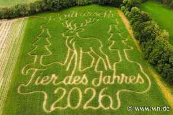 Hof Spielbrink: Maislabyrinth huldigt dem Hirsch