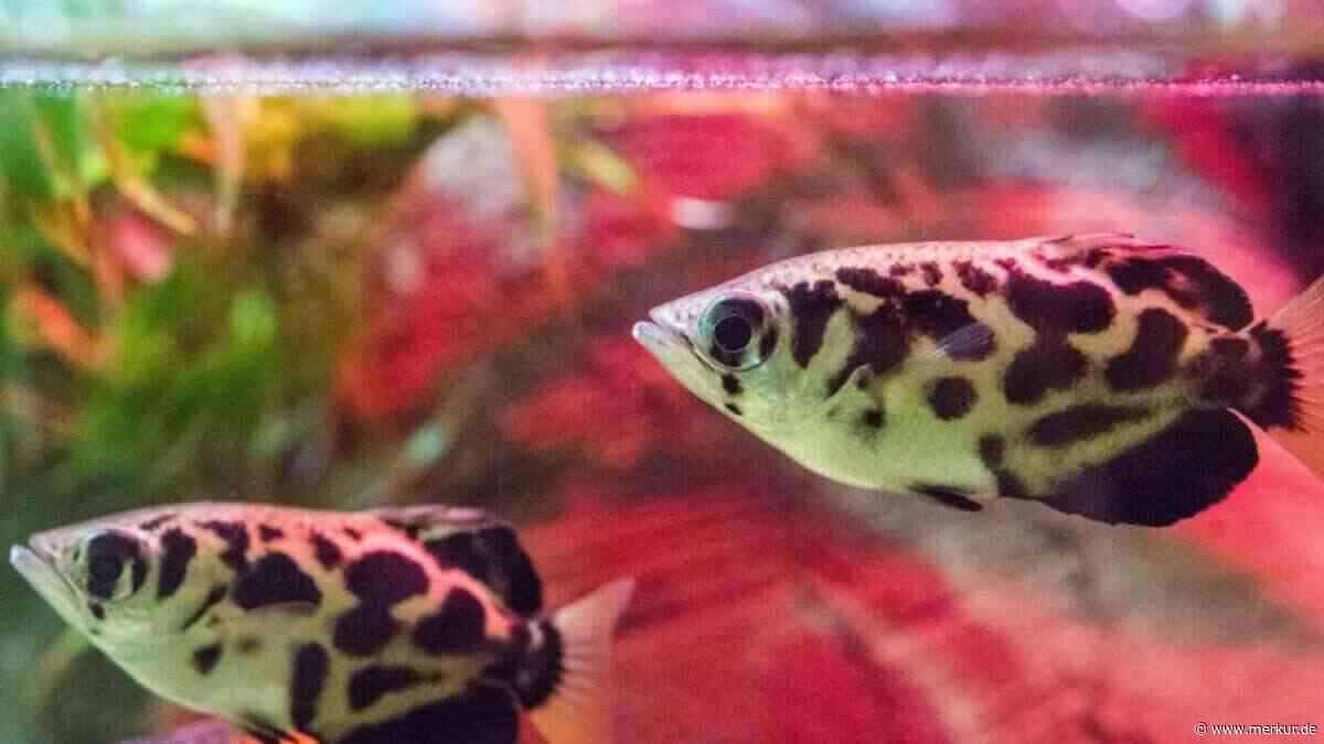 Aquarium im Sommer: 7 Sofort-Tipps, damit Ihre Fische die Hitze überleben