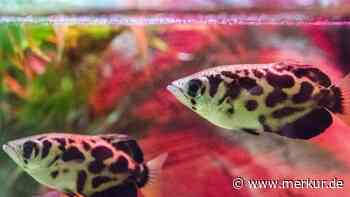 Aquarium im Sommer: 7 Sofort-Tipps, damit Ihre Fische die Hitze überleben