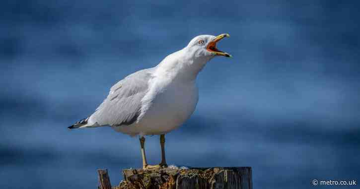 Seagulls are getting drunk on ants and causing traffic chaos in UK seaside towns