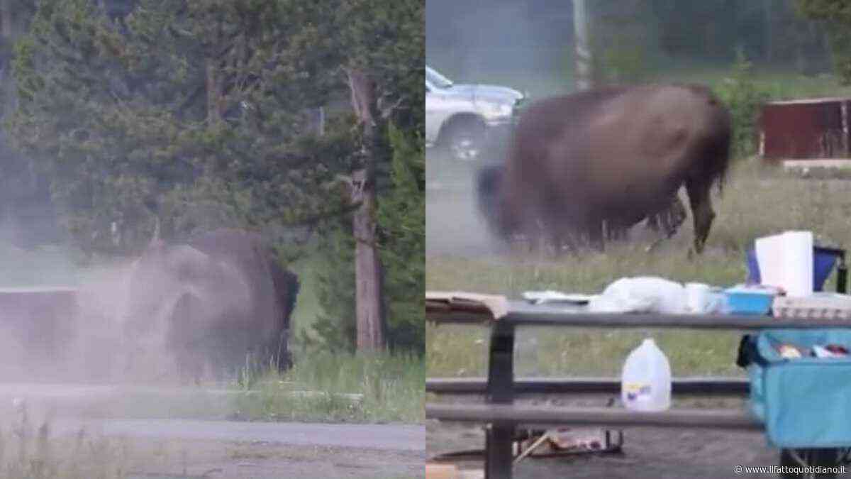 Turista si ferma per un’ultima foto, ma il bisonte lo insegue tra gli alberi: ecco cos’è successo al Parco Nazionale di Yellowstone