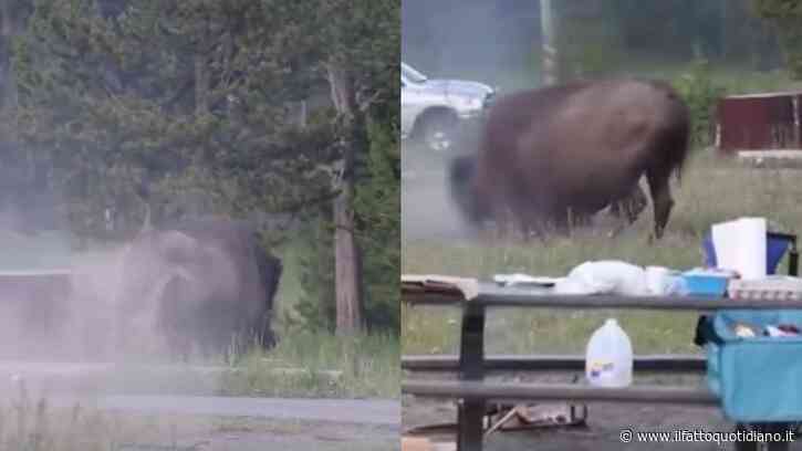 Turista si ferma per un’ultima foto, ma il bisonte lo insegue tra gli alberi: ecco cos’è successo al Parco Nazionale di Yellowstone