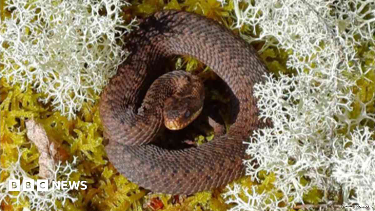 Work to protect adders, slow worms and lizards in Scots peatland