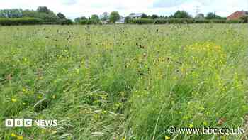 Rare floodplain meadow given to wildlife trust