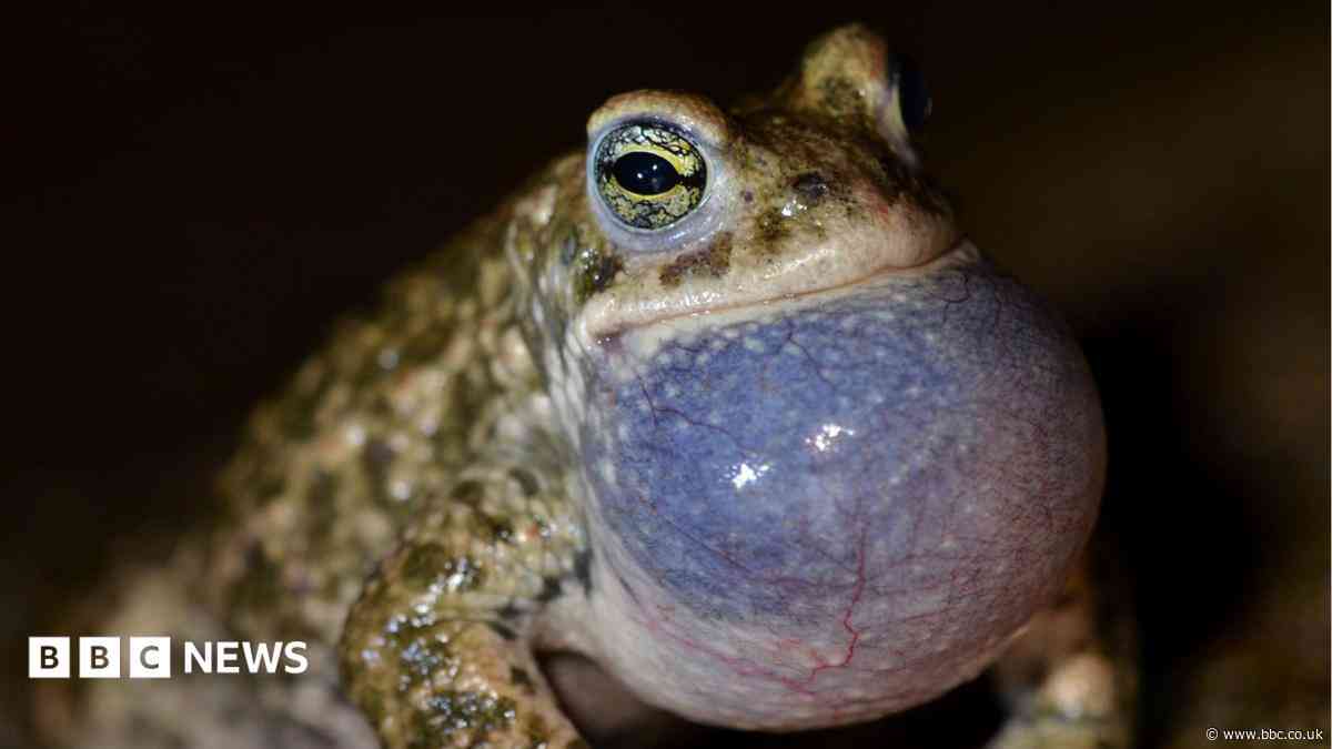 Dune project aims to aid rare toads and beetles