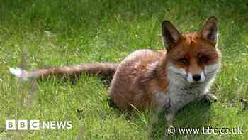 How can you help wildlife during hot weather?