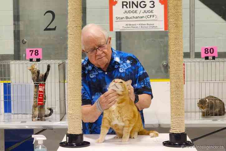 Belleville cat lovers compete at CCA benefit show at Wally Dever Arena