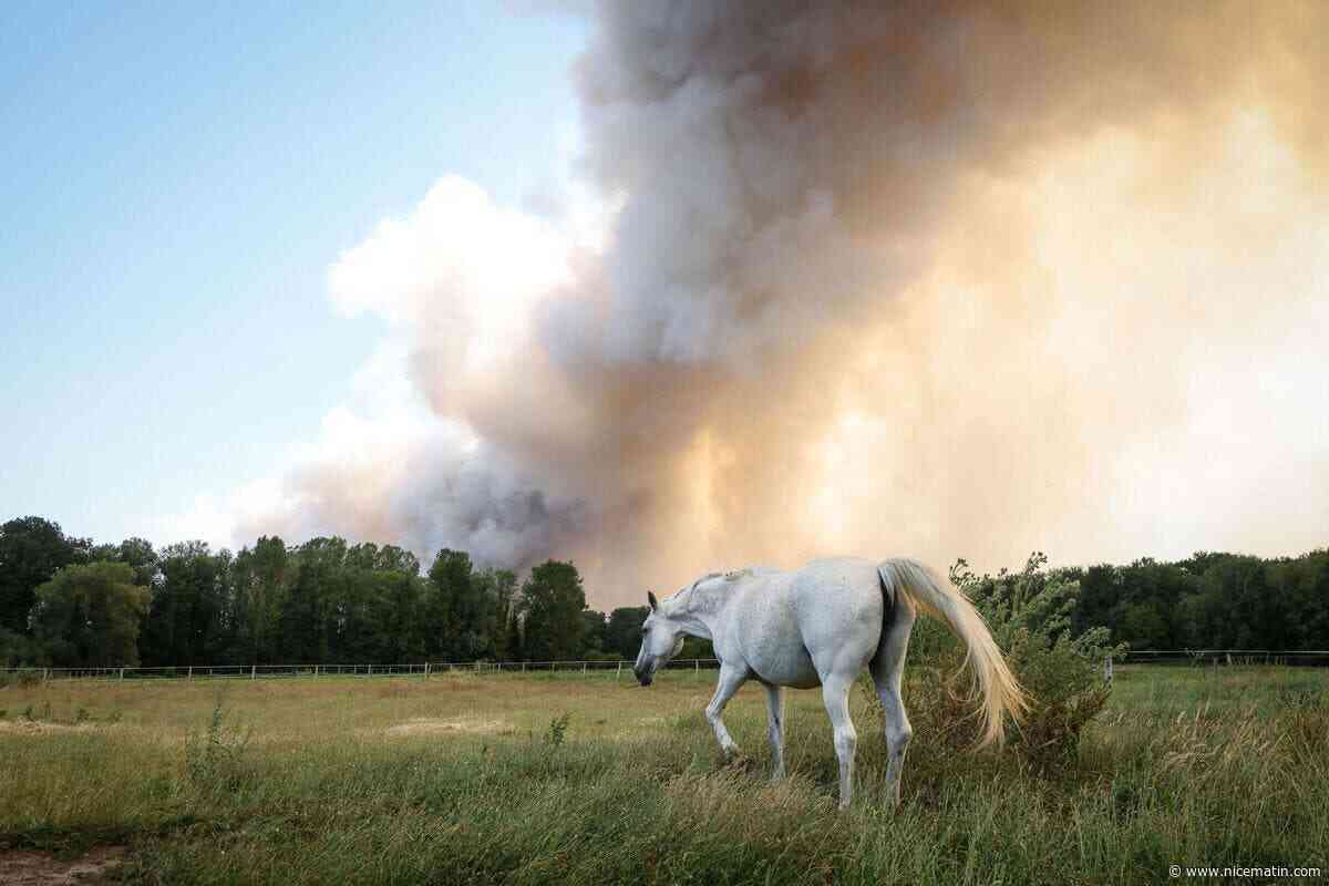 « Toujours pas fixé » et alimenté par un « deuxième départ de feu », l’incendie inédit qui frappe la forêt de Fontainebleau est déjà le 3e plus gros dans la moitié nord depuis 2006
