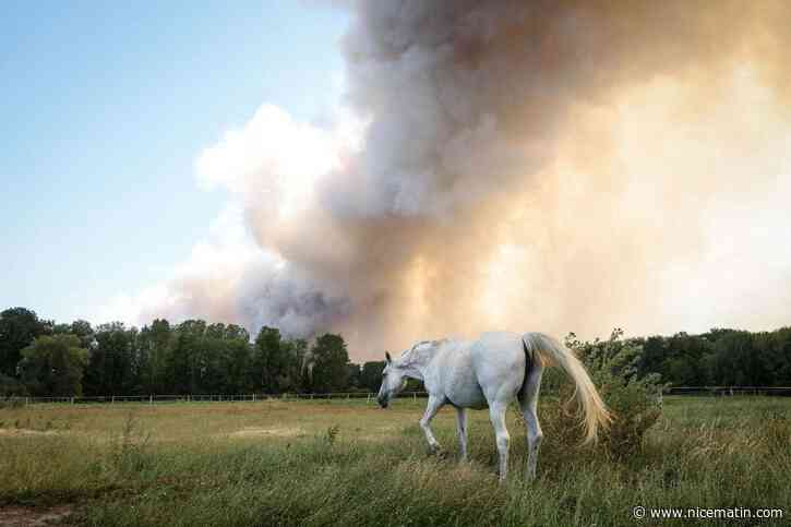« Toujours pas fixé » et alimenté par un « deuxième départ de feu », l’incendie inédit qui frappe la forêt de Fontainebleau est déjà le 3e plus gros dans la moitié nord depuis 2006