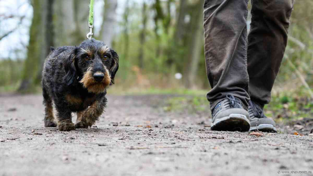 Hund beißt Kleinkind (3) ins Gesicht – das kommt schwer verletzt ins Krankenhaus