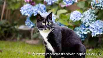 Pet owners warned over five summer plants that could poison animals