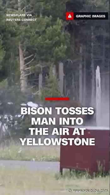 Bison tosses man into the air at Yellowstone