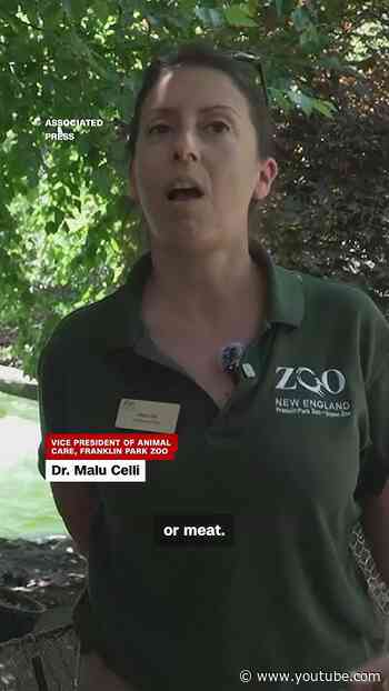 Zoos enlist icy treats to beat the heat