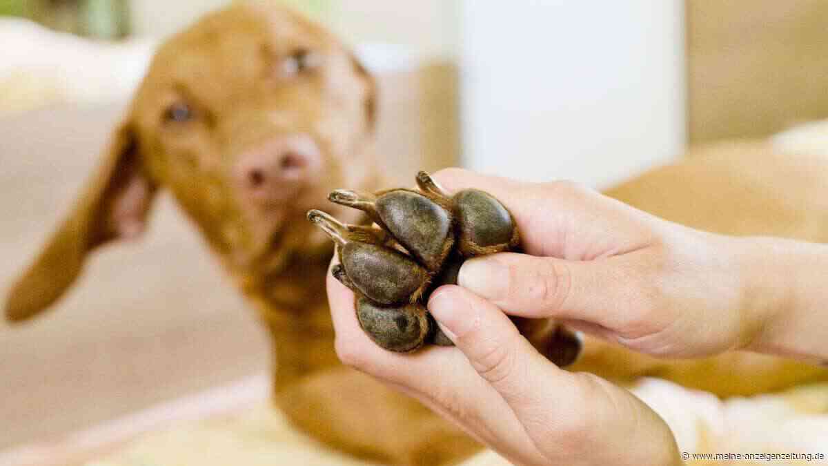 Dicke Schnauze nach Insektenstich: Was hilft ihrem Haustier?