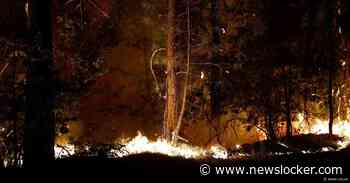 De uitzonderlijke brand in het bos van Fontainebleau treft een ecologische, historische en toeristische hotspot van Frankrijk