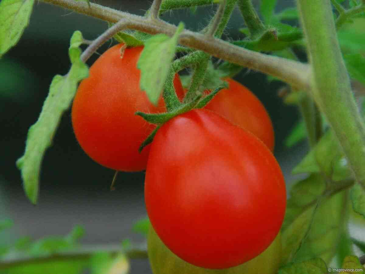 Curling tomato leaves? Here’s what your plant is telling you