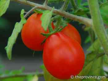 Curling tomato leaves? Here’s what your plant is telling you