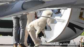Confirmed! Taylor and Travis's VERY lucky pup is spotted joining them on honeymoon after the Daily Mail first revealed the pet