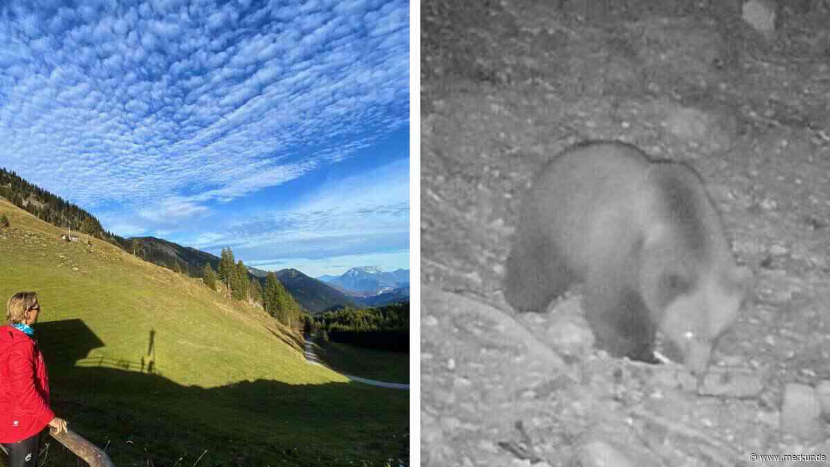 Bären-Alarm in Oberbayern: Lebt das Tier schon seit Jahren versteckt in der Grenzregion?