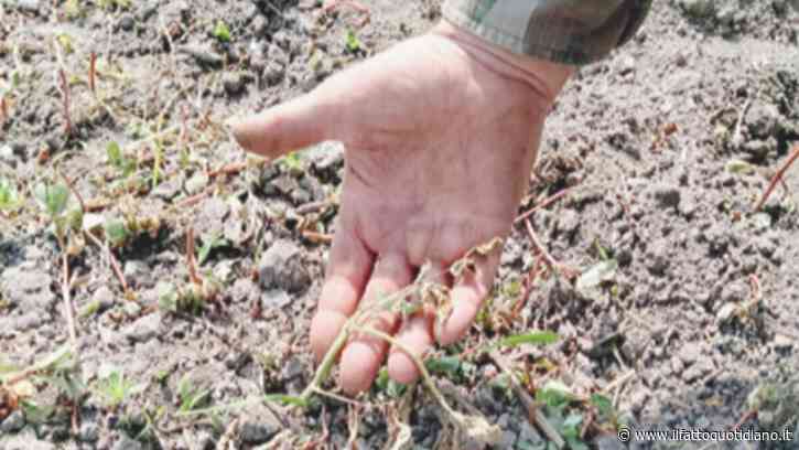 Il caldo estremo e le conseguenze nefaste in agricoltura: i guai della maturazione precoce (anche per i vini) e le dinamiche di una filiera iniqua