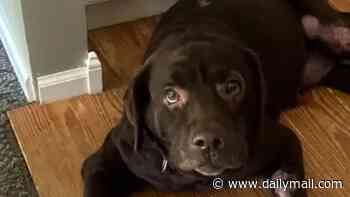 Confused chocolate Labrador is abandoned and tied to LAMP POST on rural road in dead of night