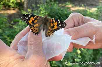 North Bay butterfly release returns for 17th year to support palliative care network