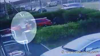 New CCTV shows Ann Widdecombe 'murder' suspect being arrested by armed police - as counter terror cops probe ex-MP's death