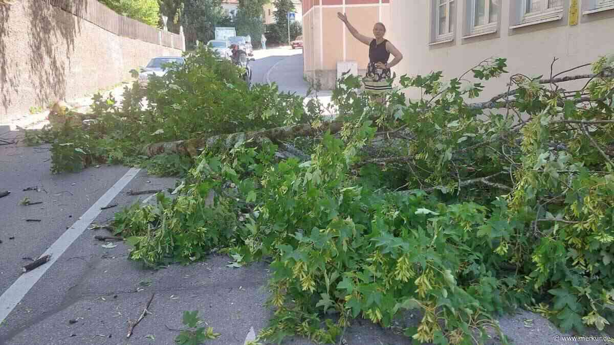 Baum stürzt auf Straße – und landet zwischen fahrenden Autos
