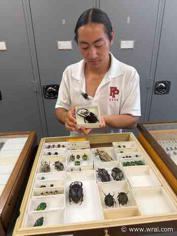 NC State scientists solve mystery behind beetle damaging North Carolina blueberry farms
