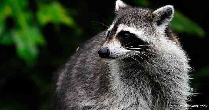 Raccoon attacked by dogs tests positive for rabies in Snellville area, officials say