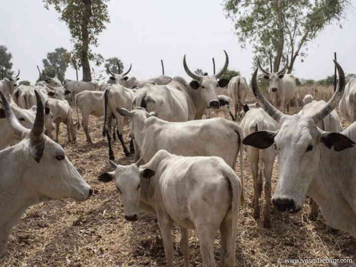 MACBAN condemns Otukpo killings, cautions against blaming Fulani herders