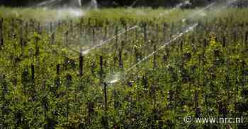Waterschap in Brabant legt watergebruik aan banden vanwege droogte: ‘Grenzen bereikt’