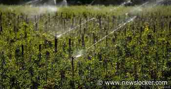 Waterschap in Brabant legt watergebruik aan banden vanwege droogte: &amp;#8216;Grenzen bereikt&amp;#8217;