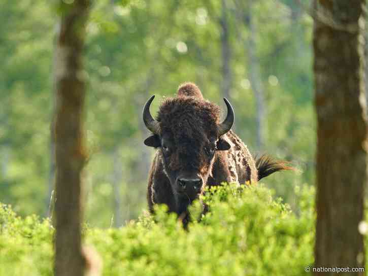 Badly hurt grandfather was reportedly joking after being tossed in the air by a bison