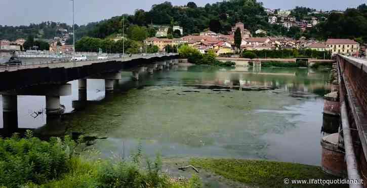 Caldo estremo, il Po a Torino è invaso da alghe e piante acquatiche invasive: la rimozione non è servita – Video