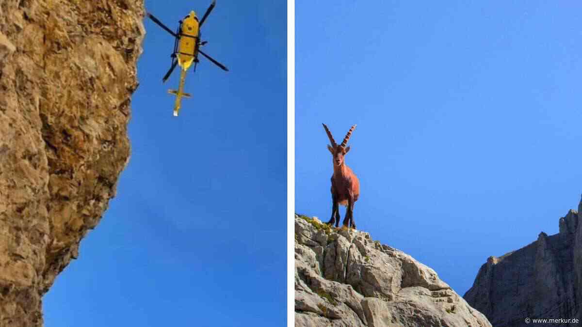 Tier „kam plötzlich aus einer Höhle“: Wanderin im Trentino von Steinbock gerammt und 20 Meter abgestürzt
