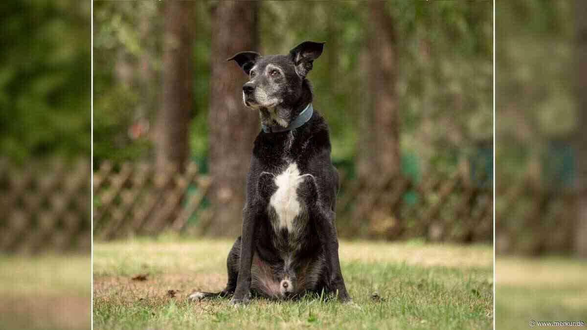 „Besitzer schwer erkrankt“: Tierheim sucht dringend Zuhause für Hundeopa