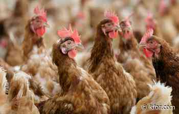 Oklahoma settles $44 million pollution lawsuit with poultry companies