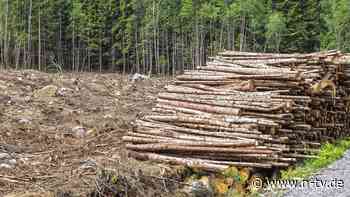 Für Kaffee wird Regel strenger: EU-Kommission schaut bei Rinderhäuten nicht mehr auf den Waldschutz