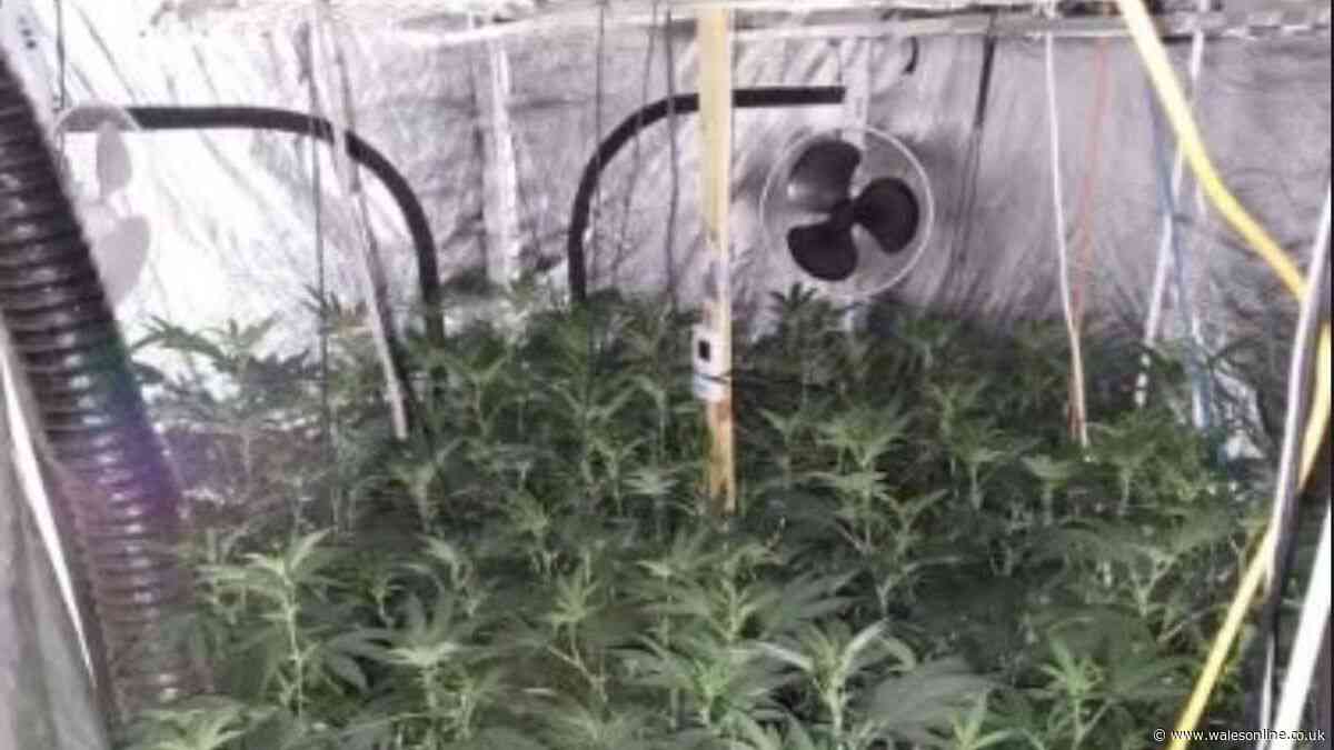 Police discover cannabis factory inside house following tip-off