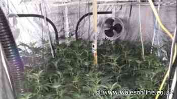Police discover cannabis factory inside house following tip-off
