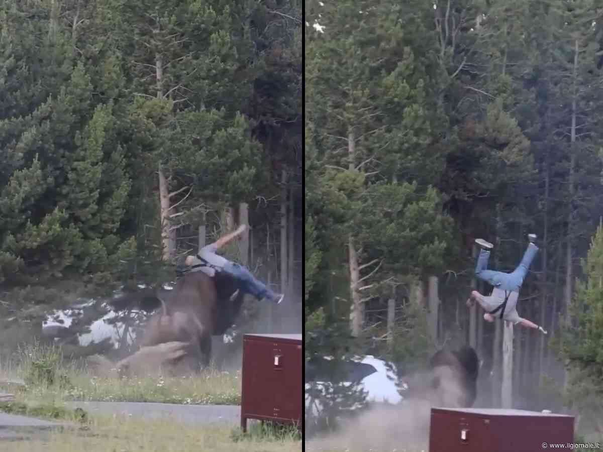 Paura al parco di Yellowstone, bisonte carica un turista e lo scaraventa a 2,5 metri di altezza