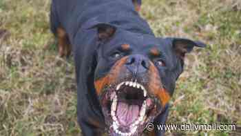Horror as man is mauled to death by his own dog at NSW home before police euthanise animal