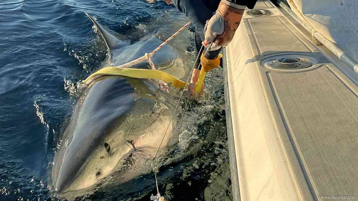 Biggest great white shark ever recorded in Atlantic resurfaces after vanishing for months