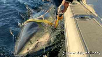 Biggest great white shark ever recorded in Atlantic resurfaces after vanishing for months