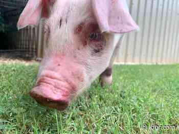 Rogued Pig Escapes Trailer in Florida