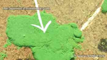 New Mexico launches advisory map for harmful algae blooms