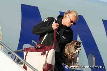 Erling Haaland Leaves World Cup Empty‑Handed After England Defeat: Except For A $750 Stuffed Raccoon