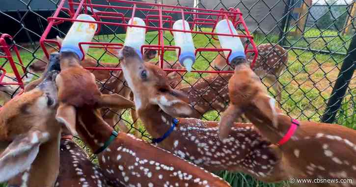 Orphaned after vehicle collisions, Dozens of fawns get 2nd chance at Cherokee County rescue